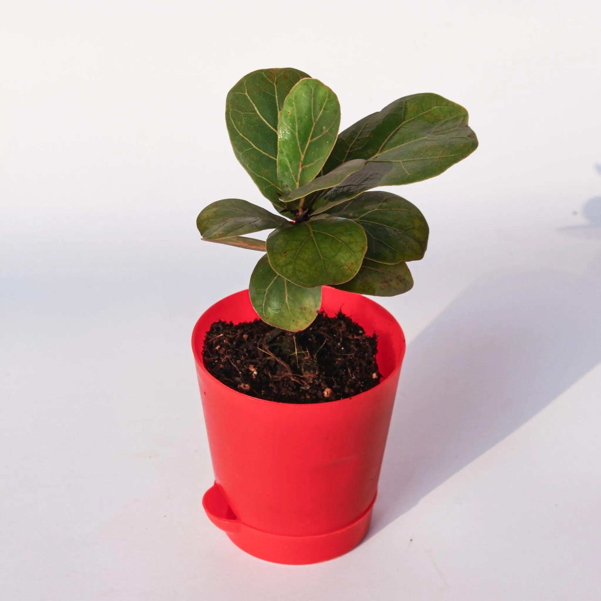 Fiddle Leaf Fig / Ficus Lyrata in 4 Inch Red Florence Self Watering Pot