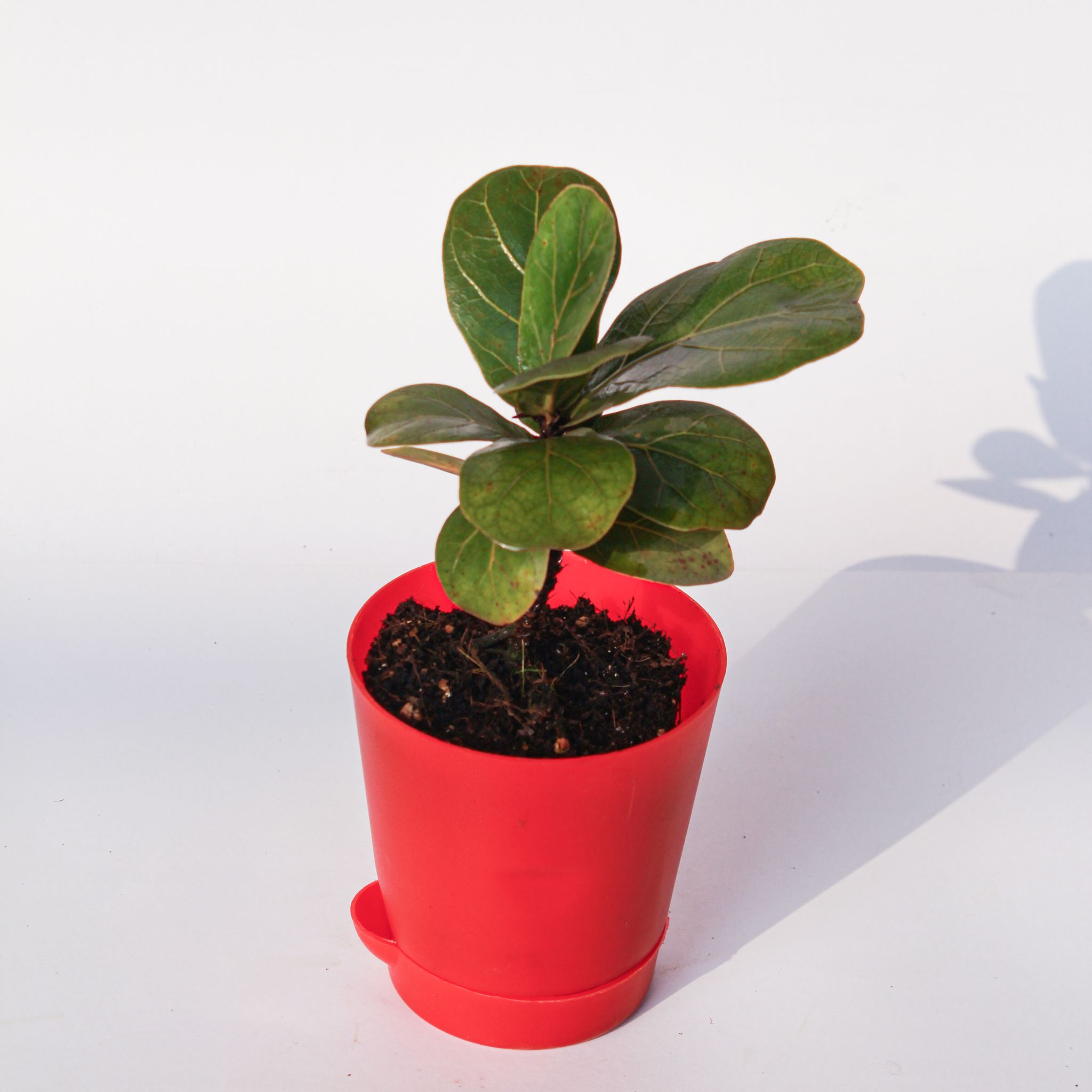 Fiddle Leaf Fig / Ficus Lyrata in 4 Inch Red Florence Self Watering Pot
