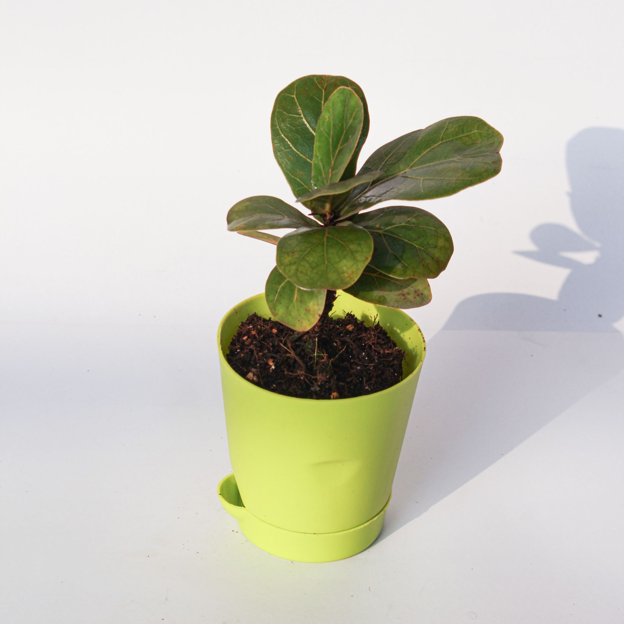 Fiddle Leaf Fig / Ficus Lyrata in 4 Inch Green Florence Self Watering Pot
