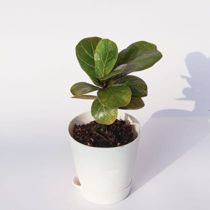 Buy Fiddle Leaf Fig / Ficus Lyrata in 4 Inch White Florence Self Watering Pot Online | Urvann.com