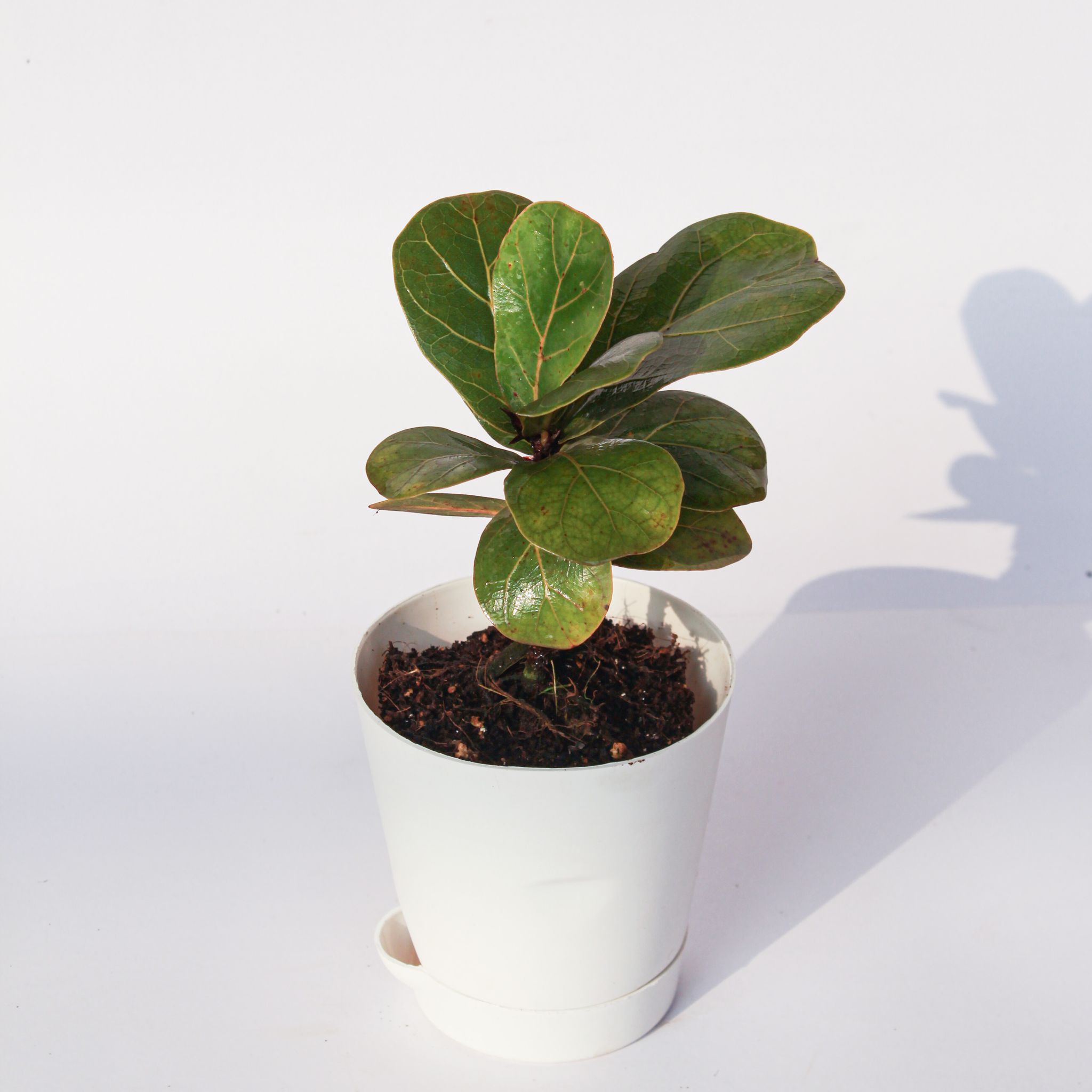 Fiddle Leaf Fig / Ficus Lyrata in 4 Inch White Florence Self Watering Pot