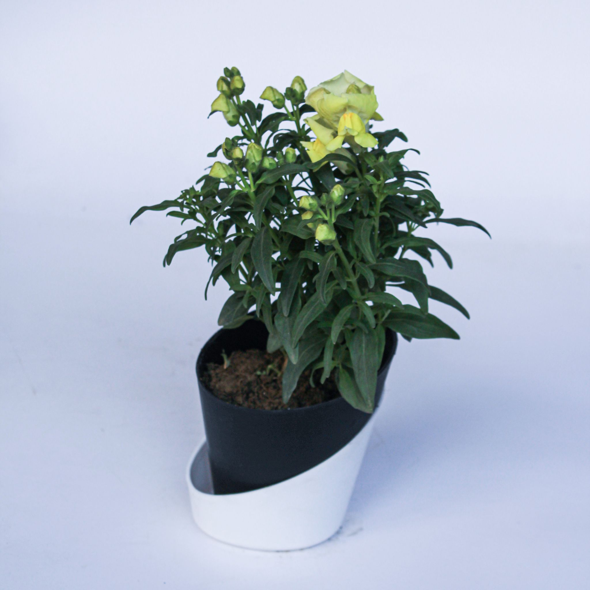 Antirrhinum Majus (Snapdragon) / Dog Flower (any colour) in 4 Inch Solid Black Dublin Self Watering Pot