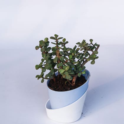 Buy Jade in 4 Inch Aqua Blue Dublin Self Watering Pot Online | Urvann.com