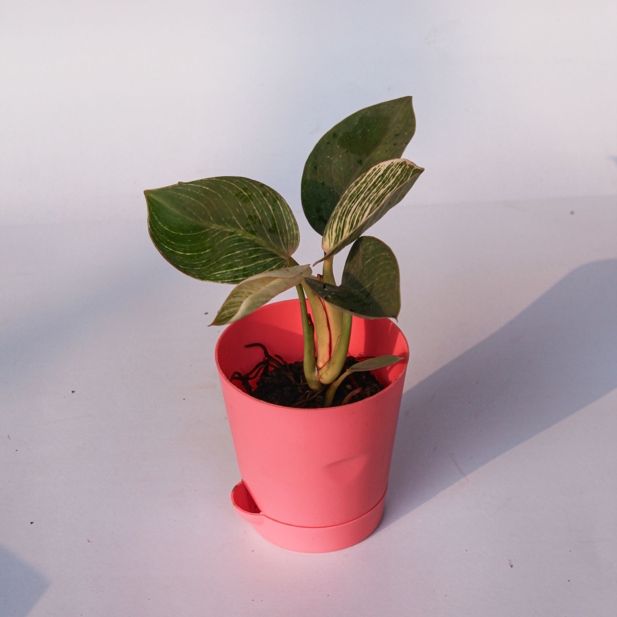 Philodendron Birkin in 4 Inch Pink Florence Self Watering Pot