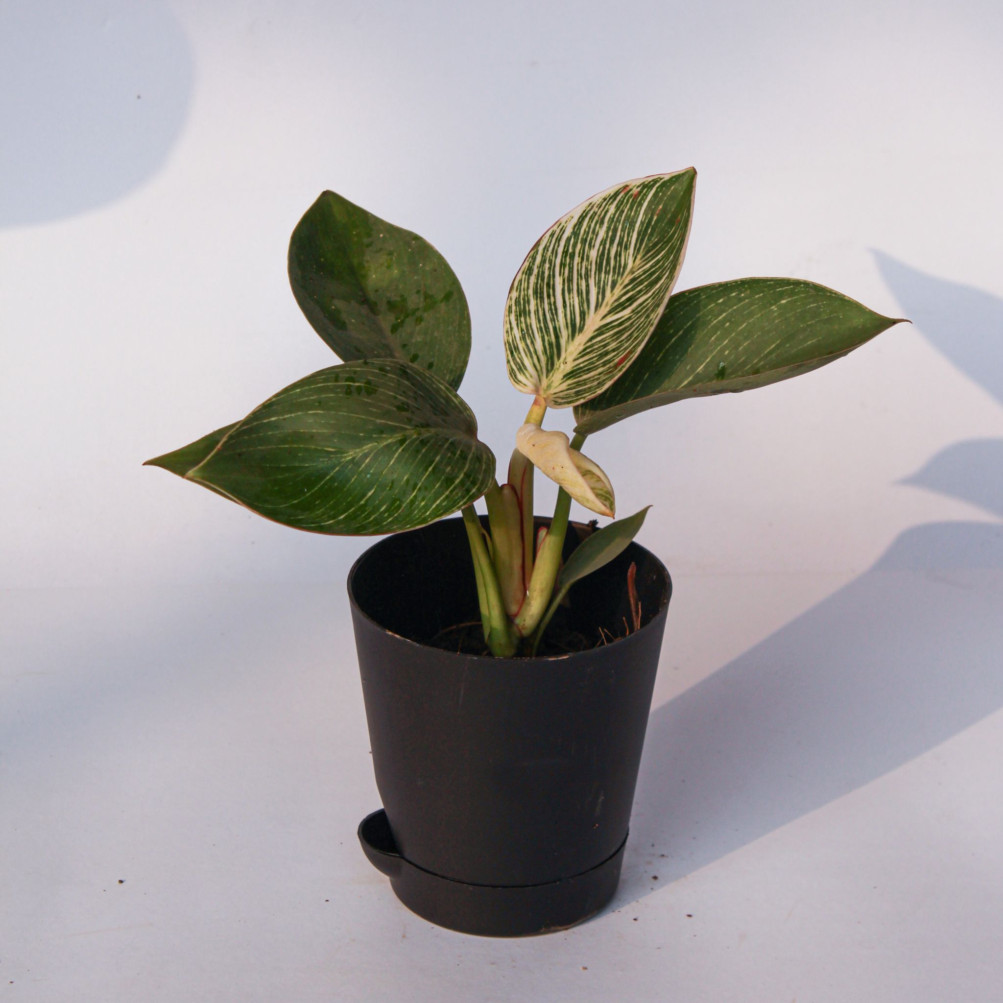 Philodendron Birkin in 4 Inch Black Florence Self Watering Pot