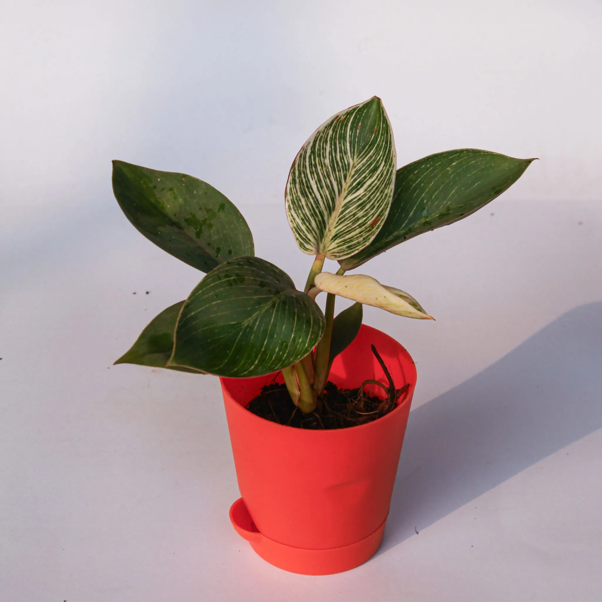 Philodendron Birkin in 4 Inch Orange Florence Self Watering Pot