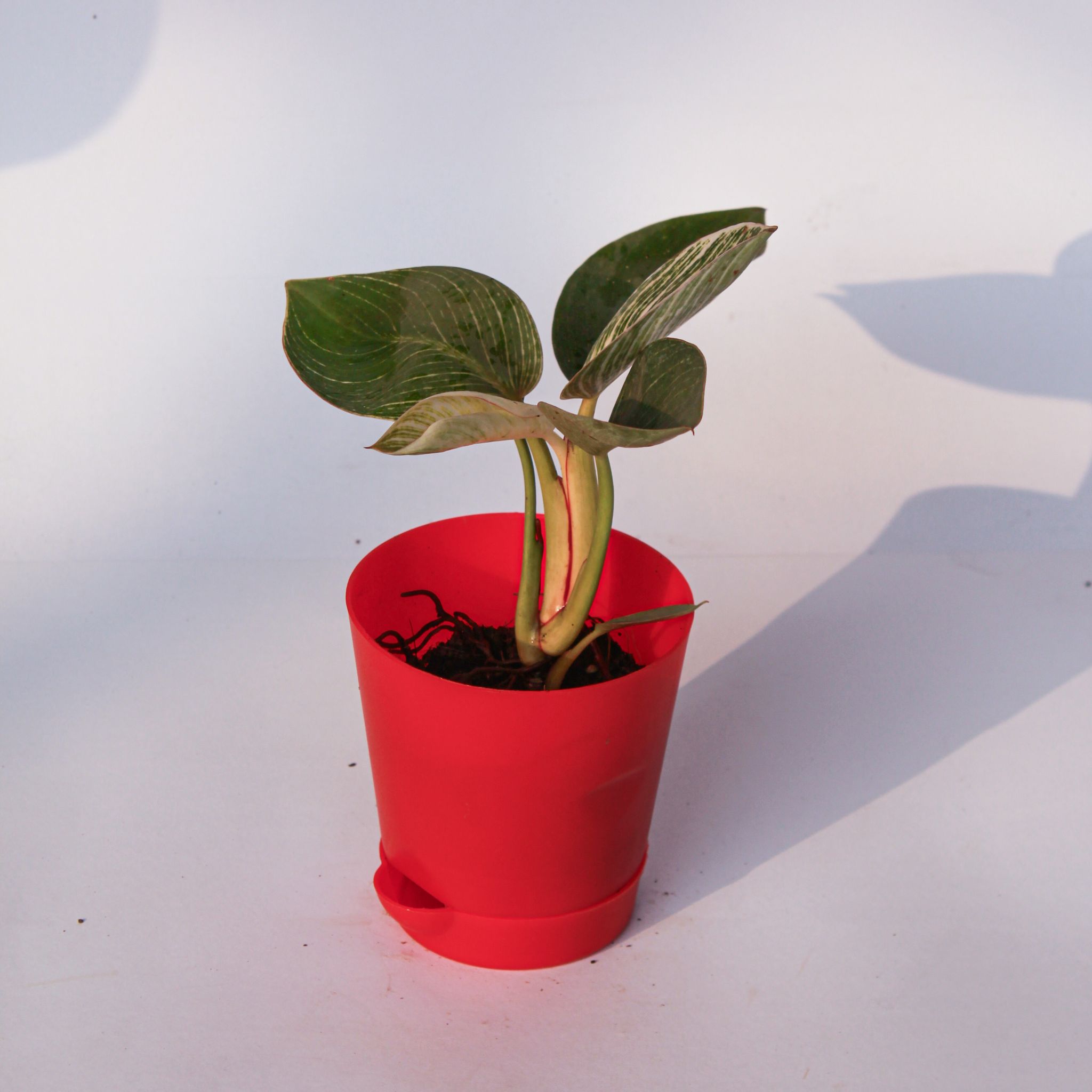 Philodendron Birkin in 4 Inch Red Florence Self Watering Pot