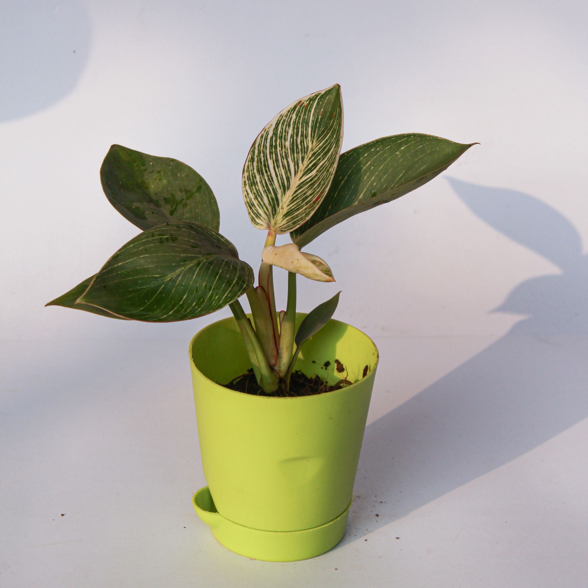 Philodendron Birkin in 4 Inch Green Florence Self Watering Pot