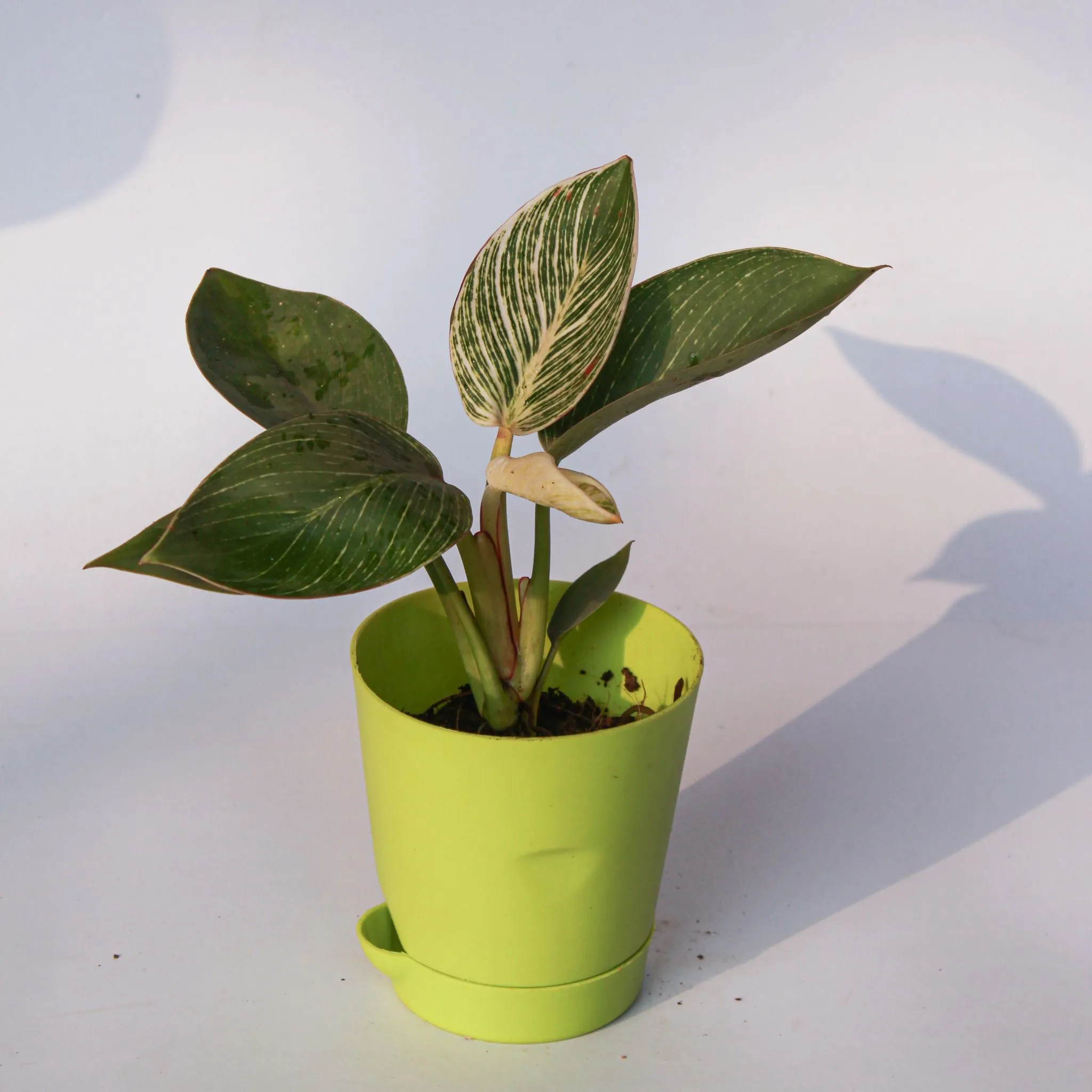 Philodendron Birkin in 4 Inch Green Florence Self Watering Pot