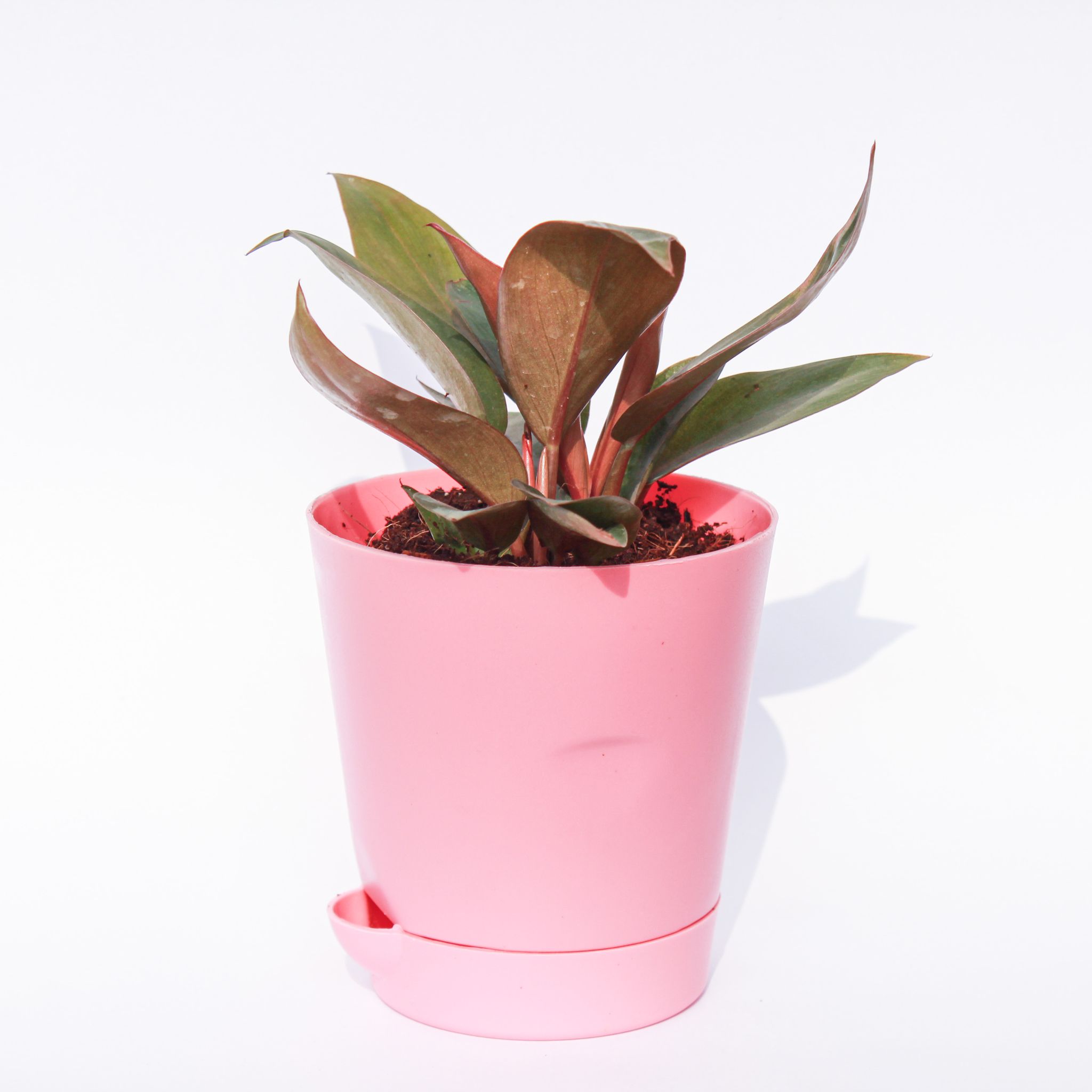 Philodendron Red in 4 Inch Pink Florence Self Watering Pot