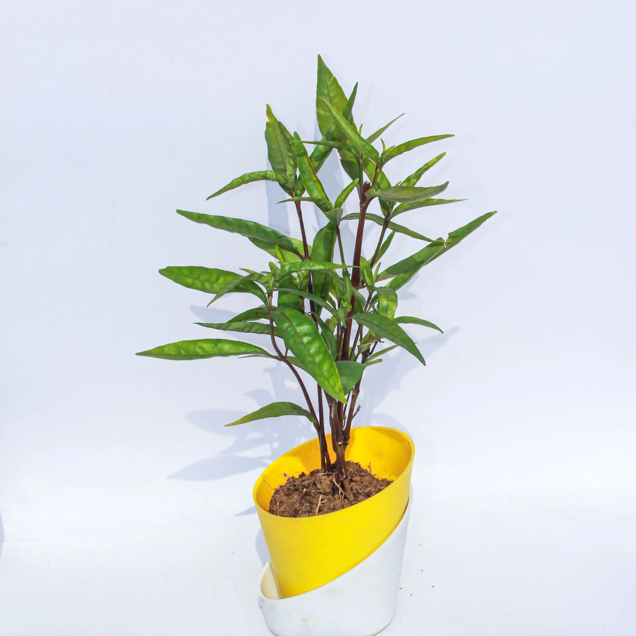 Sukh Shanti in 4 Inch Sunshine Yellow Dublin Self Watering Pot