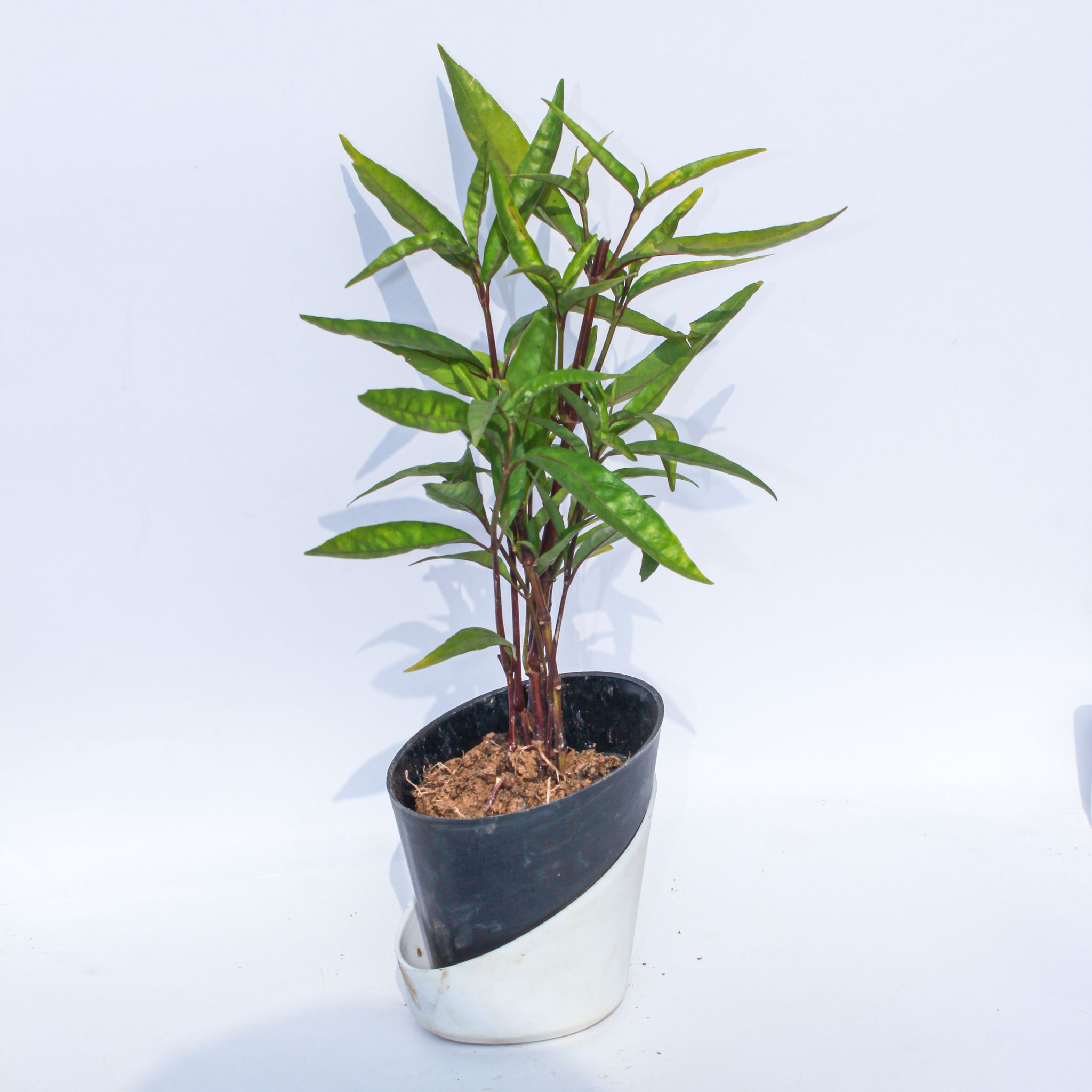 Sukh Shanti in 4 Inch Solid Black Dublin Self Watering Pot