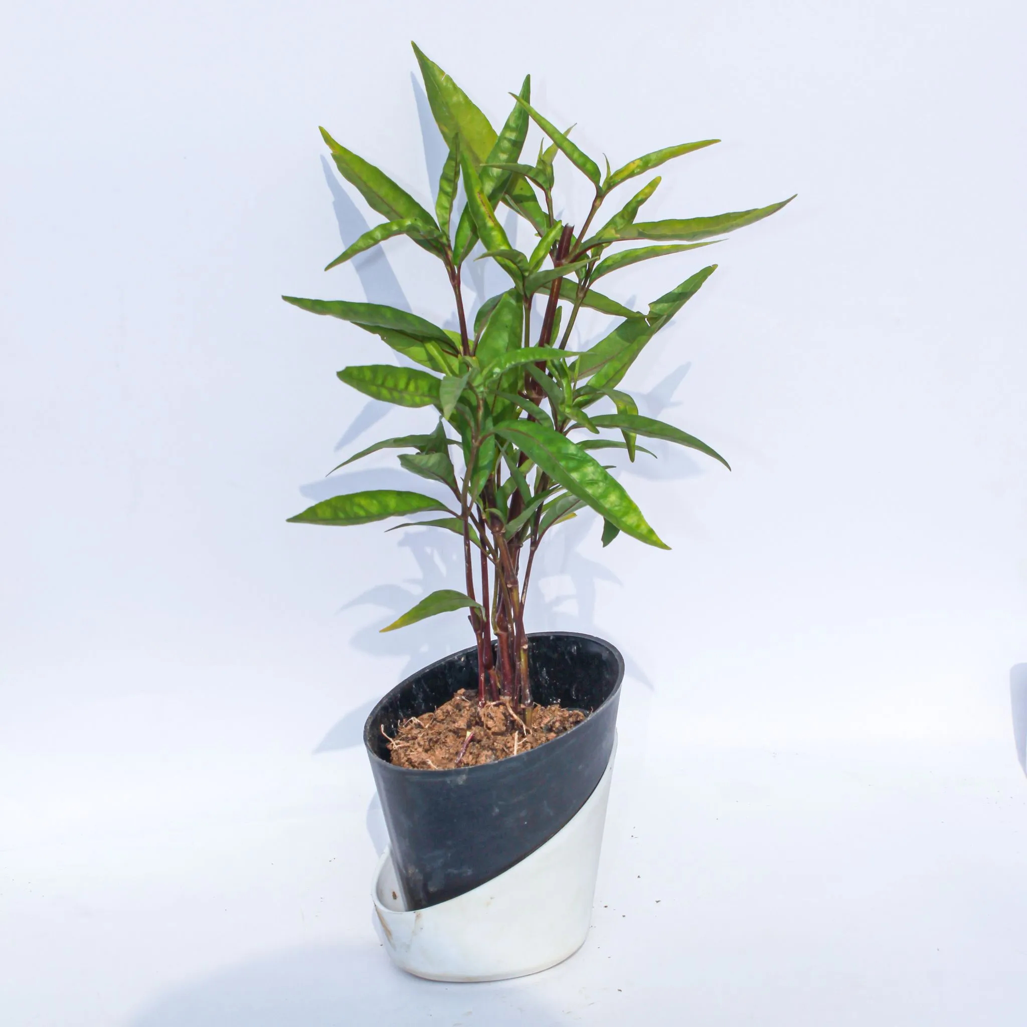 Sukh Shanti in 4 Inch Solid Black Dublin Self Watering Pot