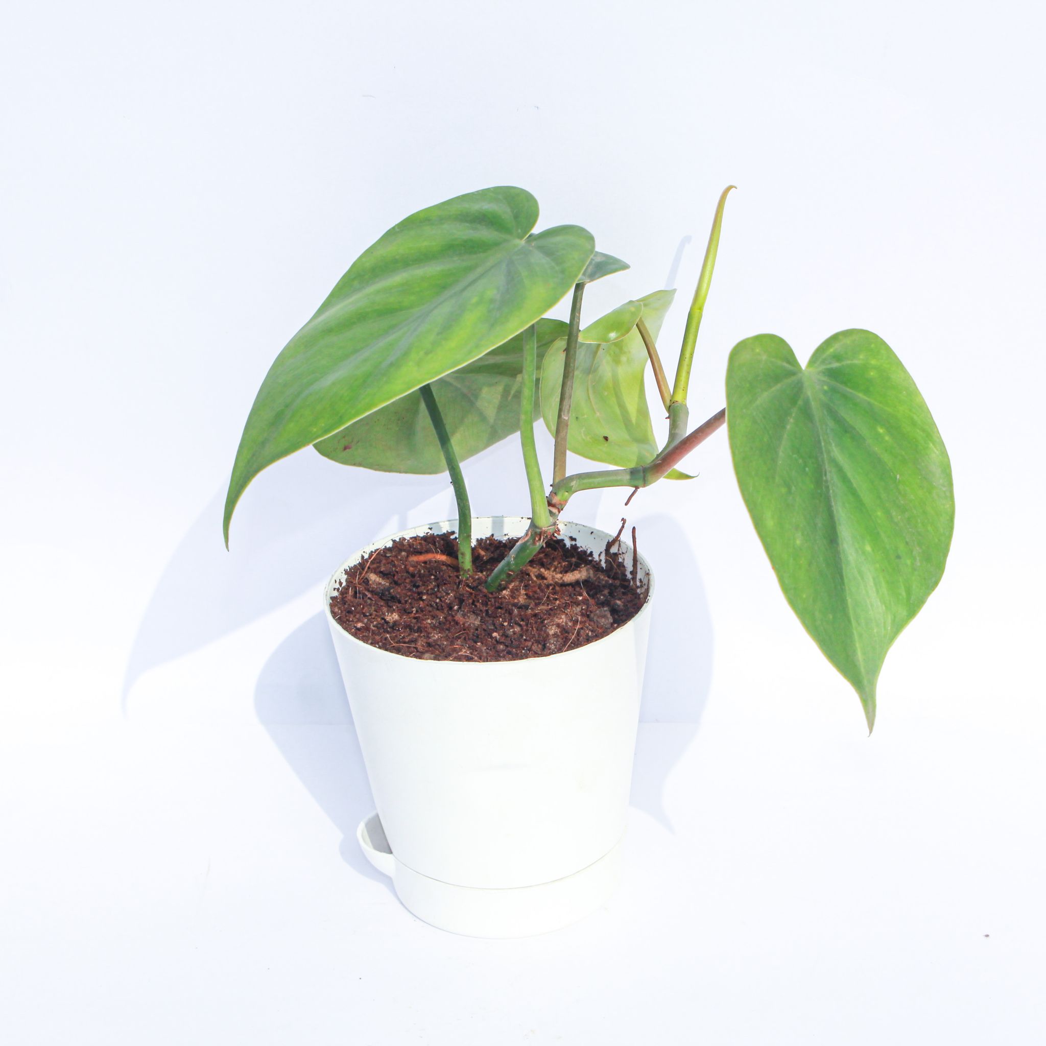 Oxycardium Green in 4 Inch White Florence Self Watering Pot