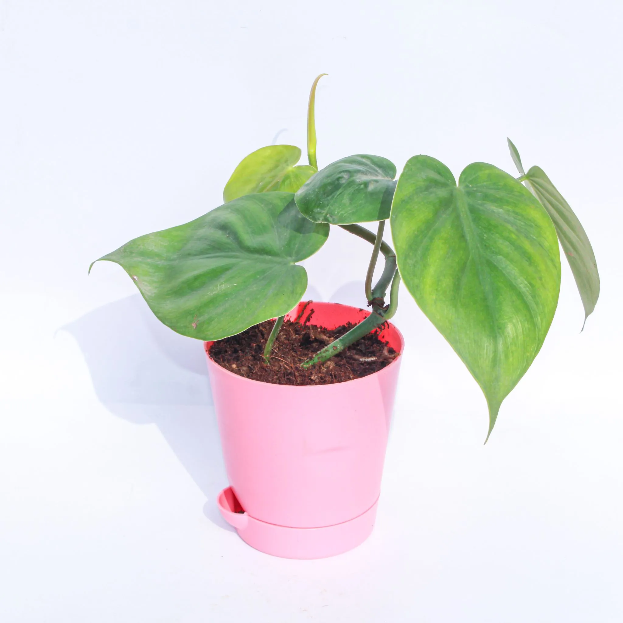 Oxycardium Green in 4 Inch Pink Florence Self Watering Pot