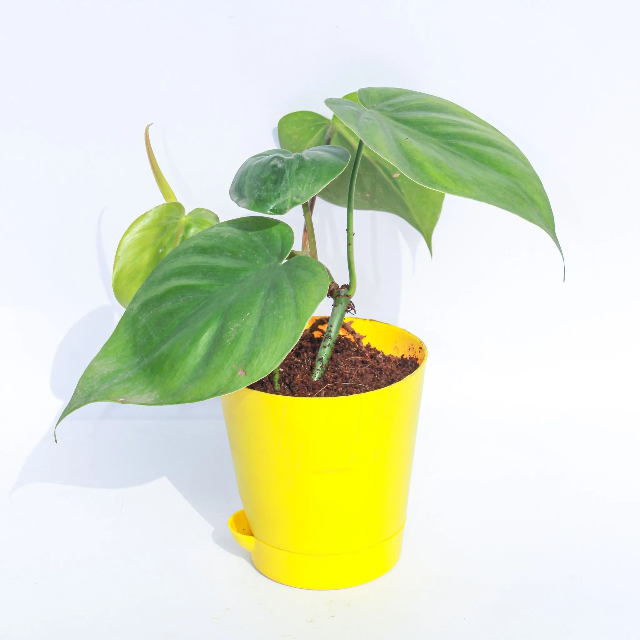 Oxycardium Green in 4 Inch Yellow Florence Self Watering Pot