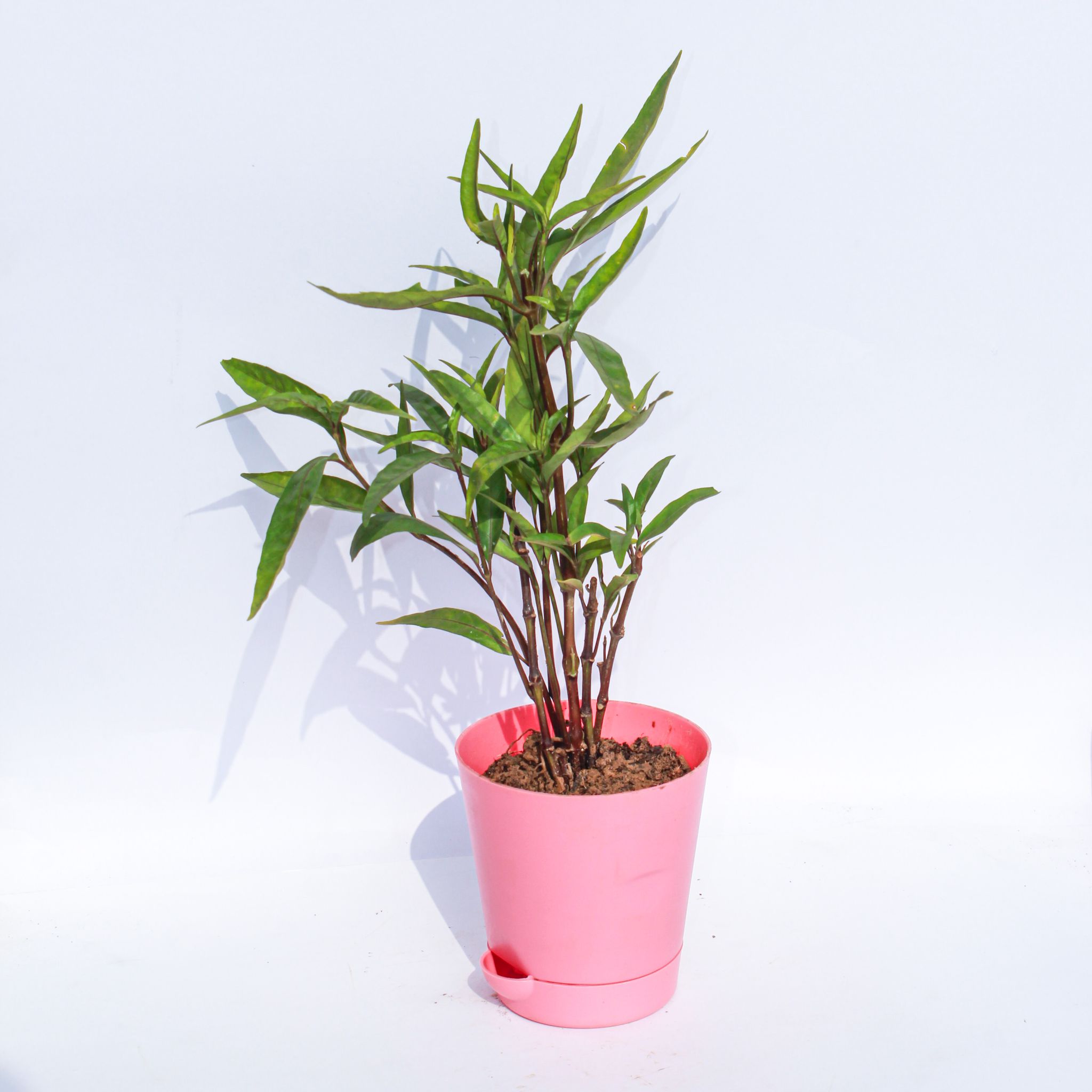 Sukh Shanti in 4 Inch Pink Florence Self Watering Pot