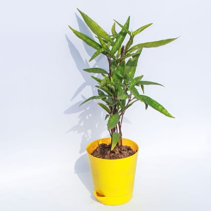 Buy Sukh Shanti in 4 Inch Yellow Florence Self Watering Pot Online | Urvann.com