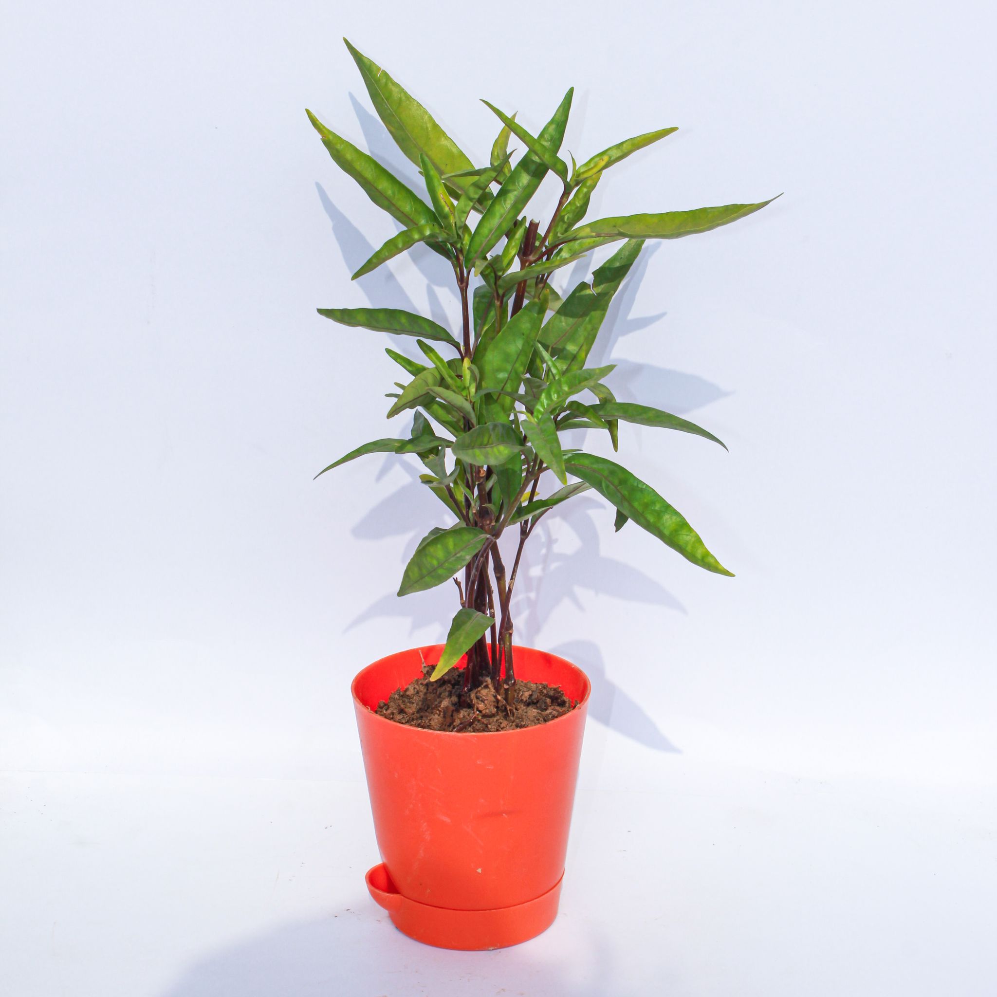 Sukh Shanti in 4 Inch Red Florence Self Watering Pot