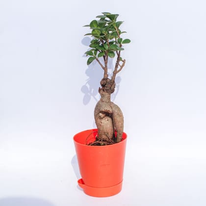 Buy Ficus Bonsai in 4 Inch Orange Florence Self Watering Pot Online | Urvann.com