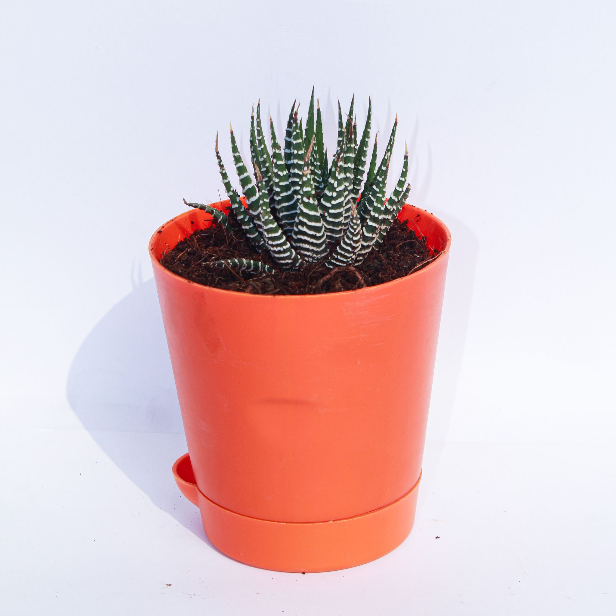 Haworthia Zebrina Succulent in 4 Inch Orange Florence Self Watering Pot
