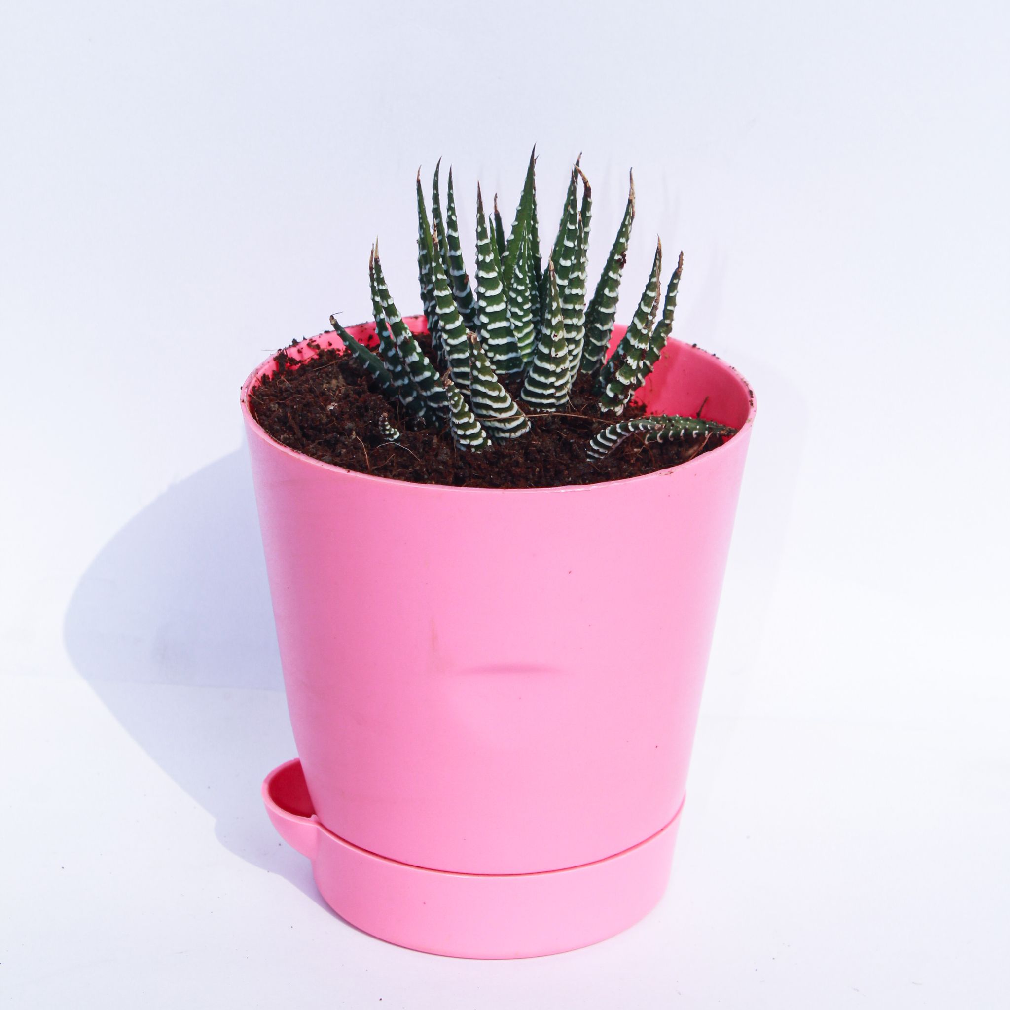 Haworthia Zebrina Succulent in 4 Inch Pink Florence Self Watering Pot