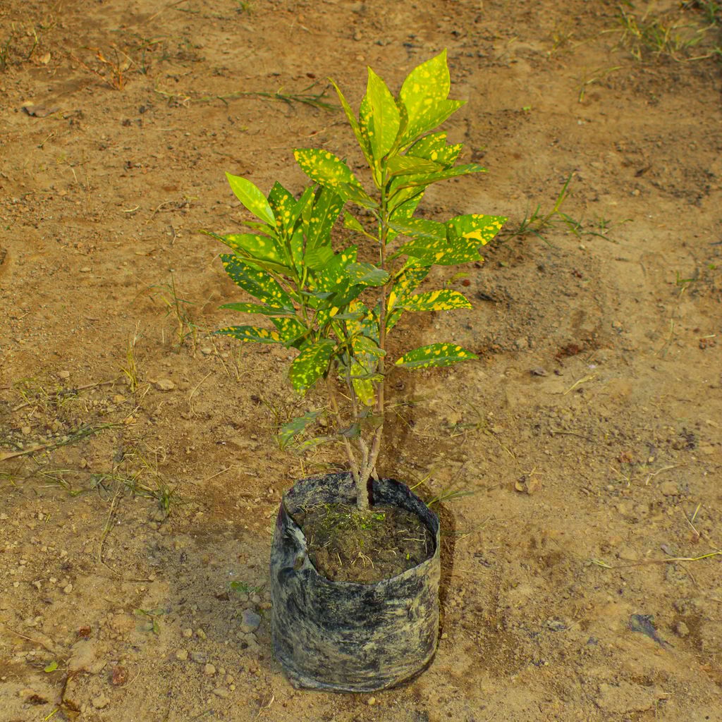 Buy Baby Croton Gold Dust in 4 Inch Nursery Bag Online | Urvann.com Baby Croton Gold Dust in 4 Inch Nursery Bag