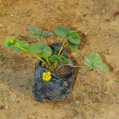 Buy Strawberry in 4 Inch Nursery Bag Online | Urvann.com