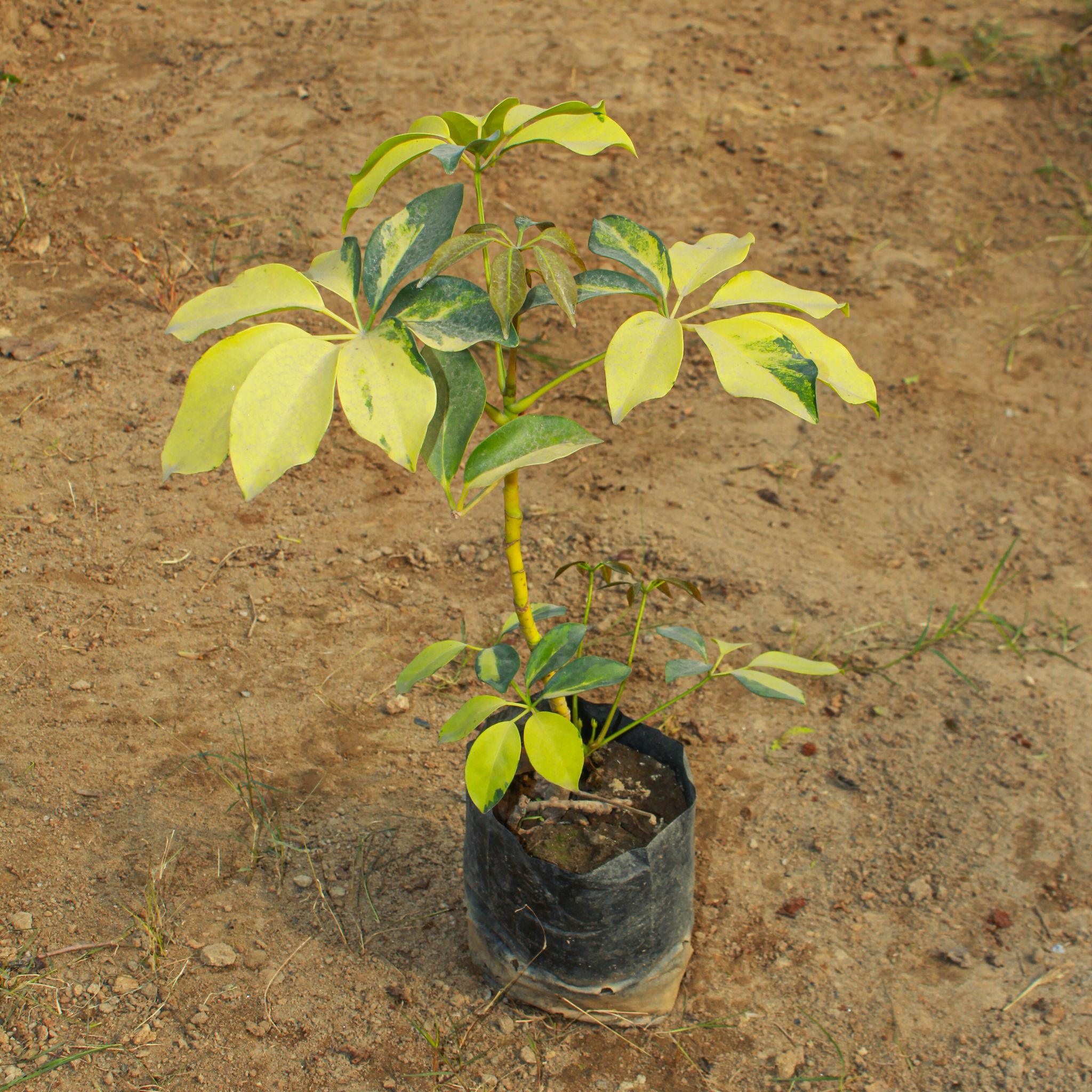 Schefflera Brassia in 4 Inch Nursery Bag
