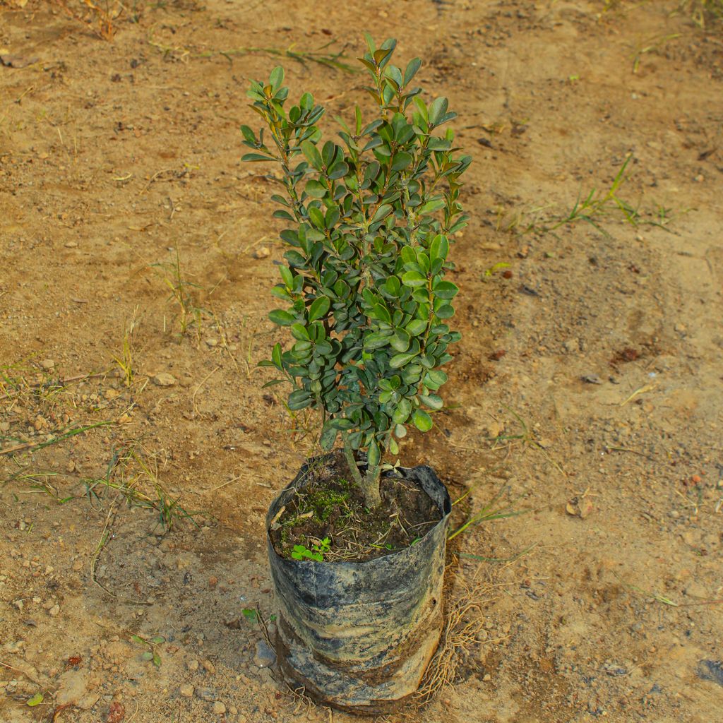 Buy Buxus / Boxwood in 4 Inch Nursery Bag Online | Urvann.com Buxus / Boxwood in 4 Inch Nursery Bag