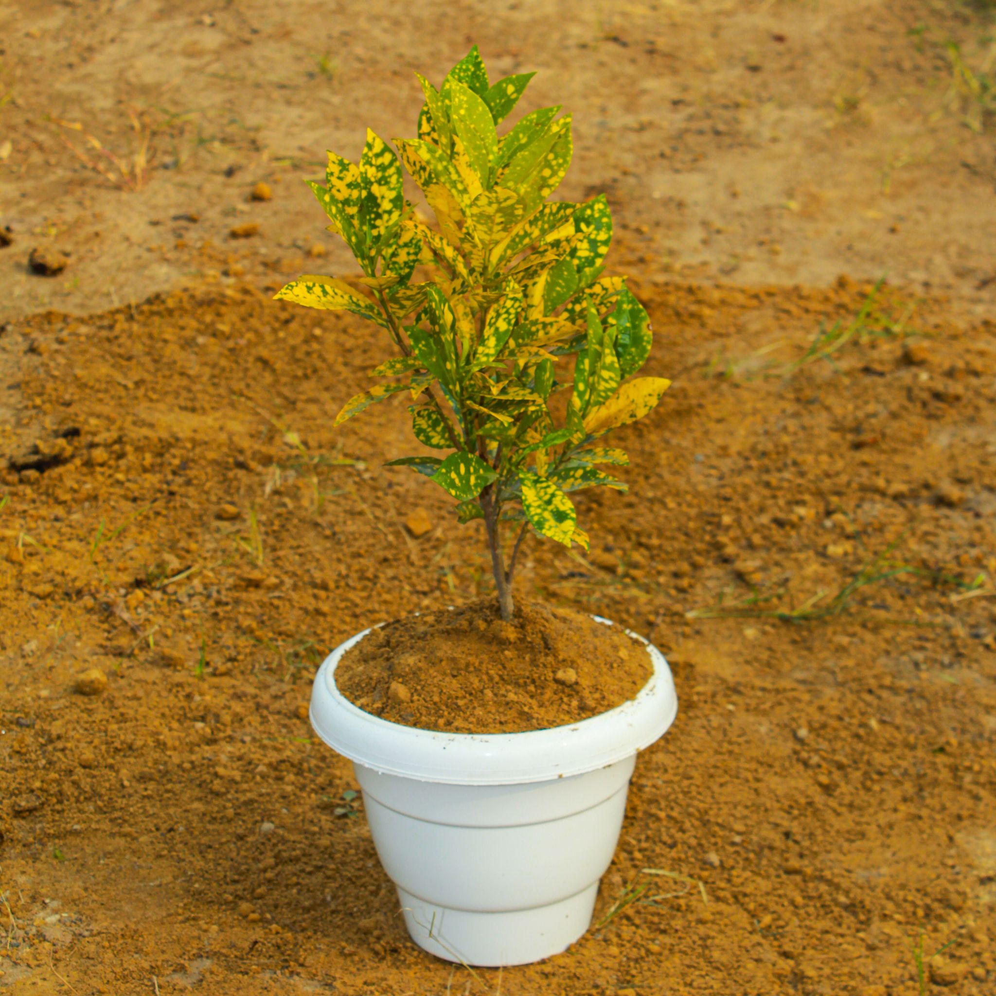 Baby Croton Gold dust in 8 Inch White Classy Plastic Pot