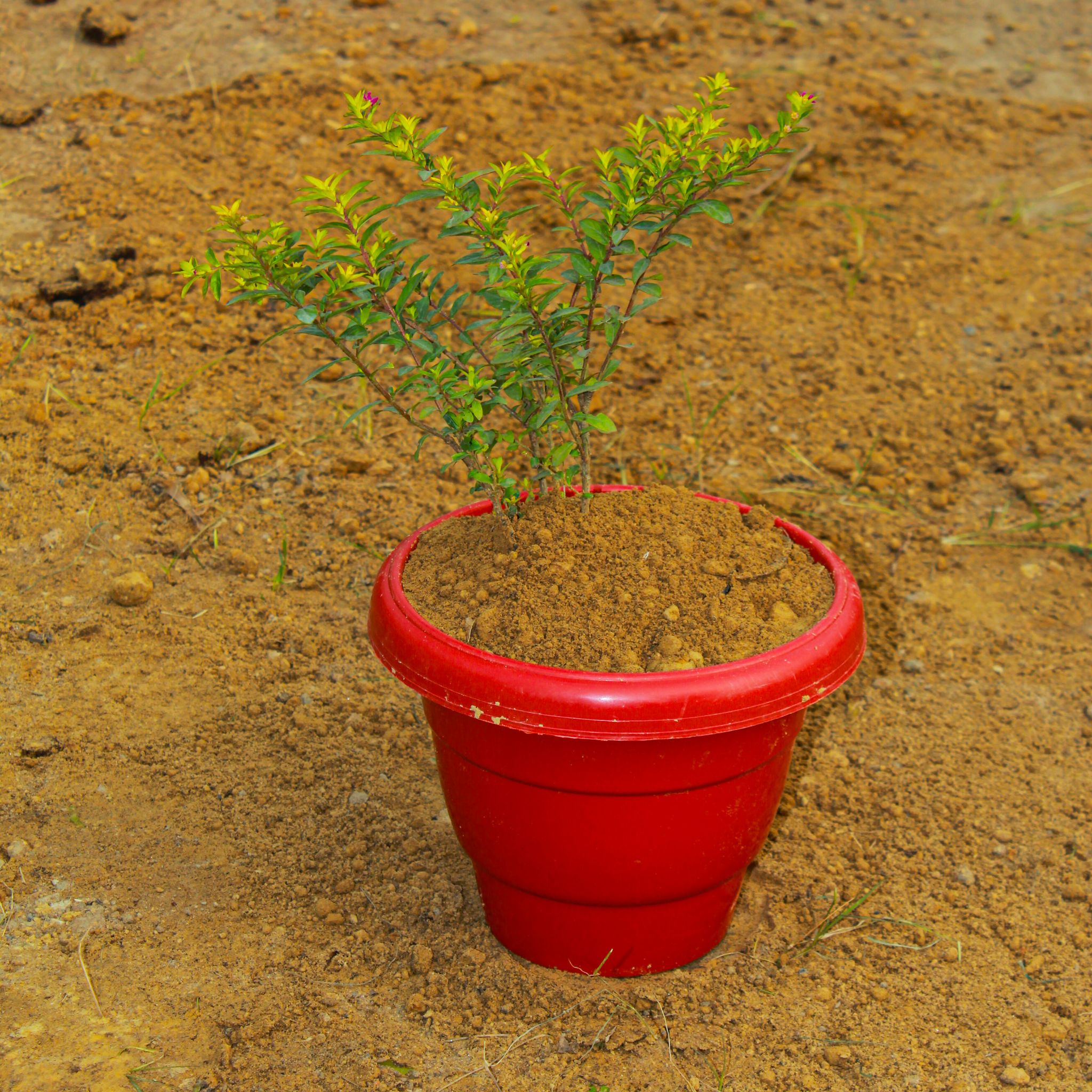 Cuphea / False Heather in 8 Inch Terracotta Red Classy Plastic Pot