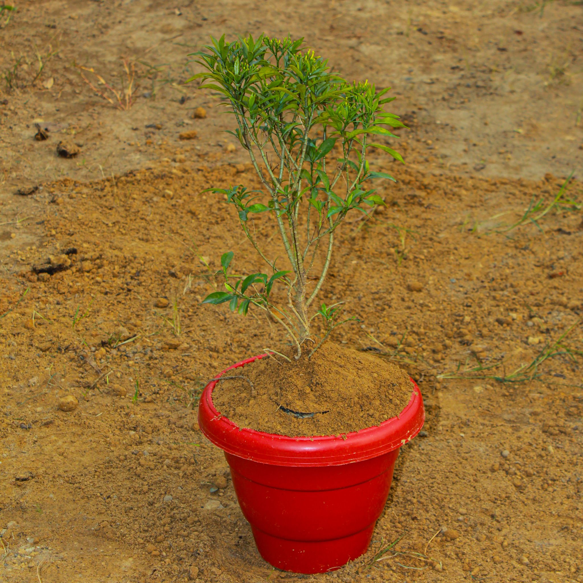 Chandni White in 8 Inch Terracotta Red Classy Plastic Pot