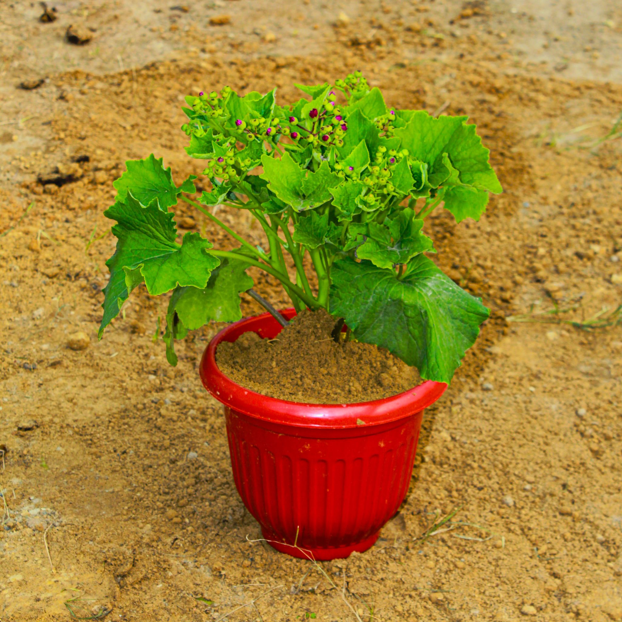 Cineraria (any colour) in 8 Inch Terracotta Red Olive Plastic Pot