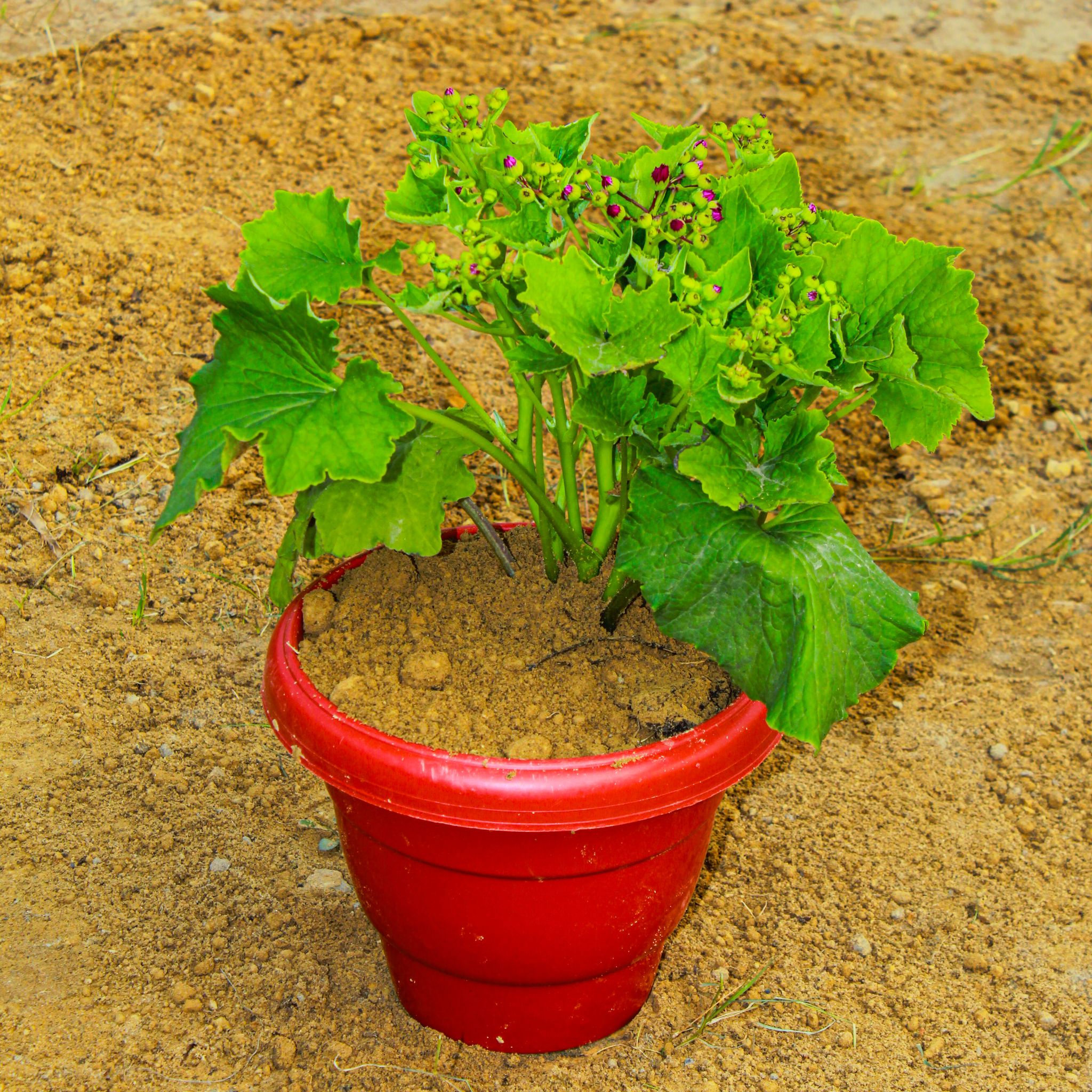 Cineraria (any colour) in 8 Inch Terracotta Red Classy Plastic Pot