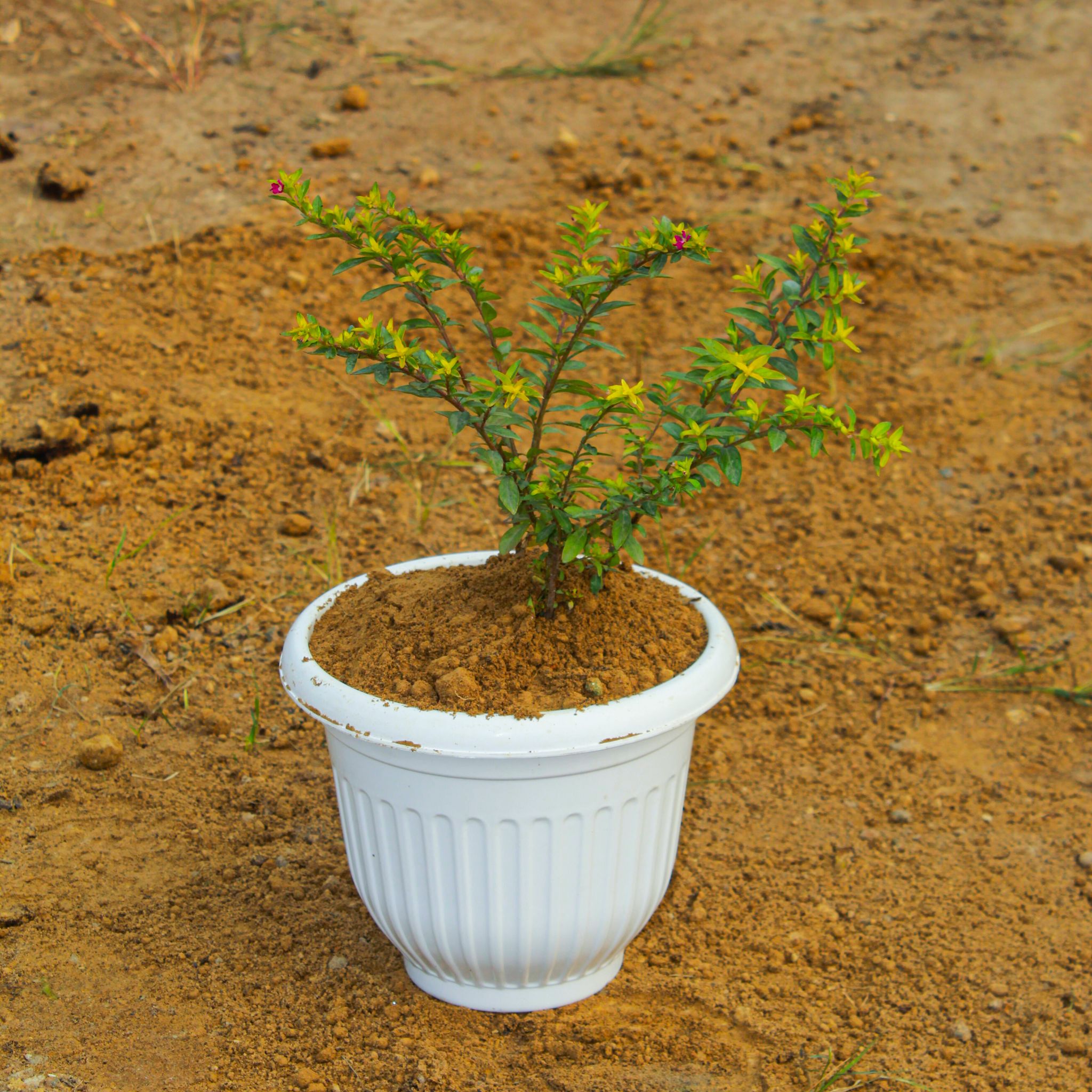 Cuphea / False Heather in 8 Inch White Olive Plastic Pot