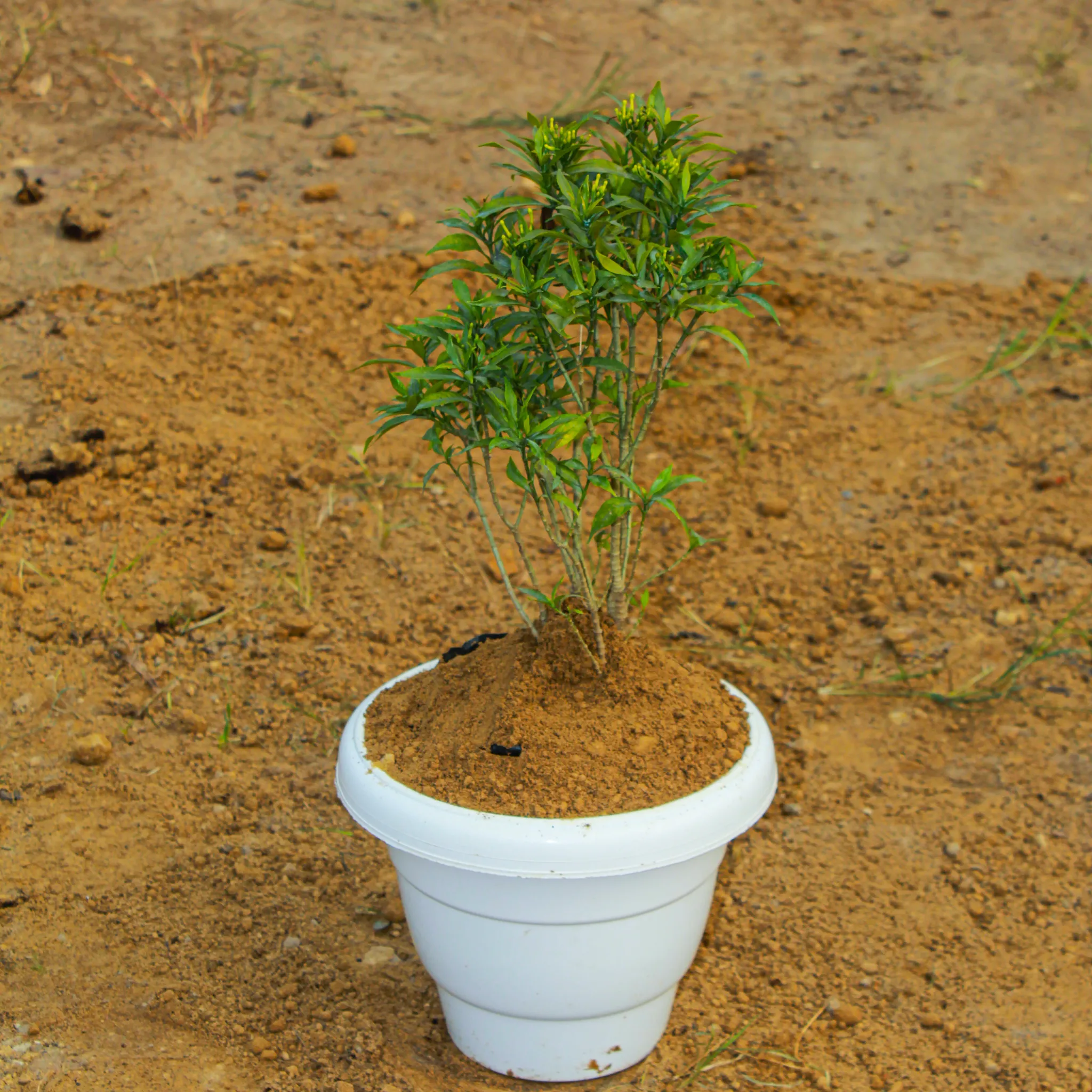 Chandni White in 8 Inch White Classy Plastic Pot
