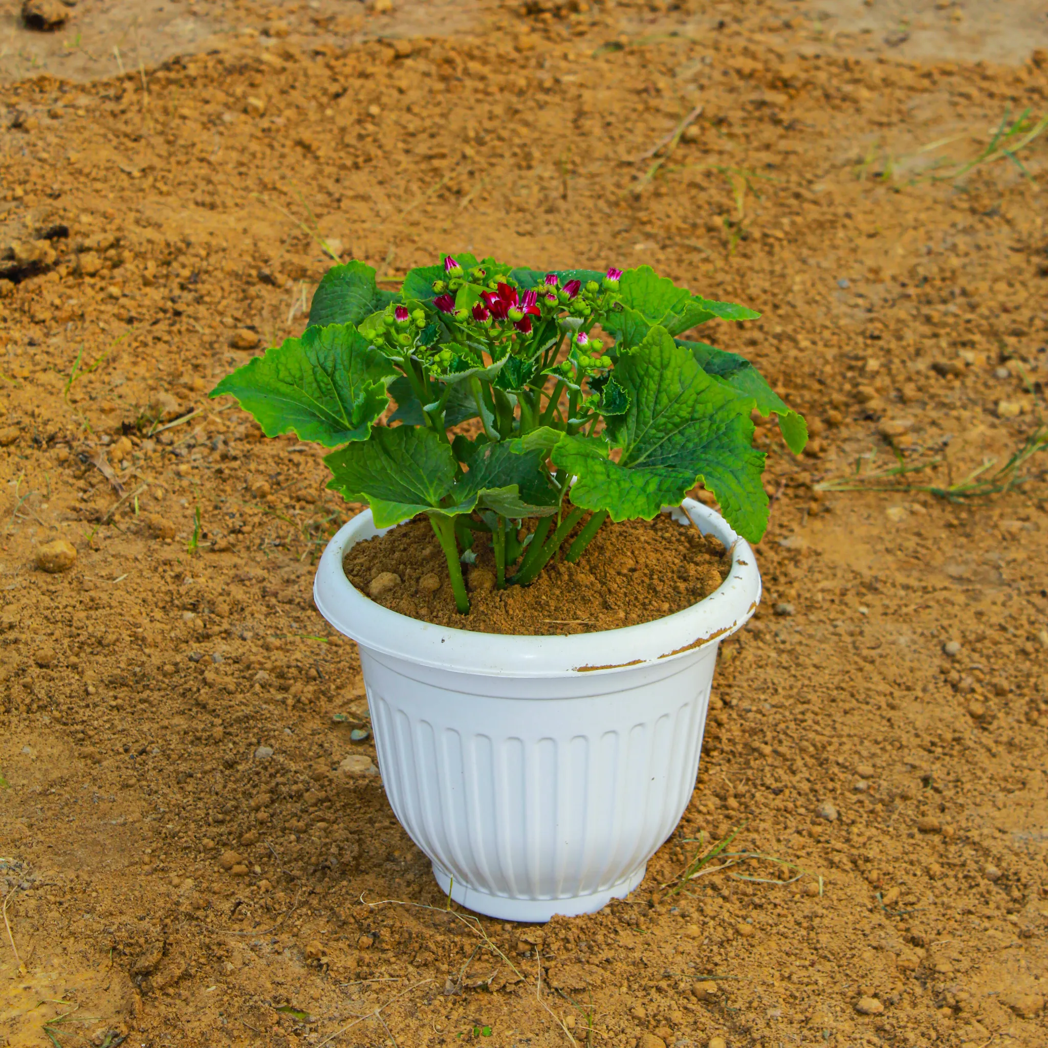 Cineraria (any colour) in 8 Inch White Olive Plastic Pot