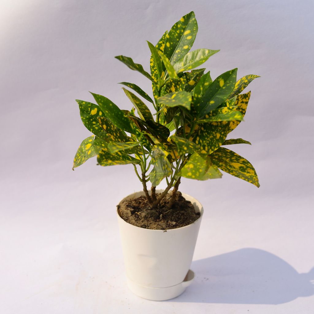 Baby Croton  in 4 Inch White Florence Self Watering Pot