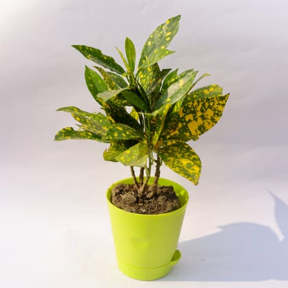 Buy Baby Croton  in 4 Inch Green Florence Self Watering Pot Online | Urvann.com