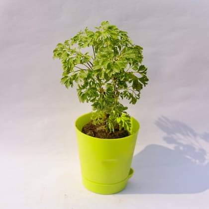 Buy Aralia Green in 4 Inch Green Florence Self Watering Pot Online | Urvann.com