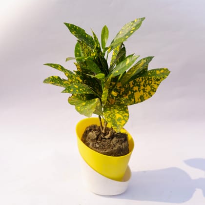 Buy Baby Croton  in 4 Inch Sunshine Yellow Dublin Self Watering Pot  Online | Urvann.com