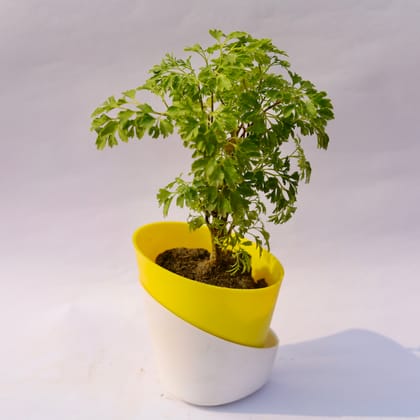Buy Aralia Green in 4 Inch Sunshine Yellow Dublin Self Watering Pot  Online | Urvann.com
