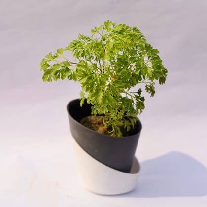 Buy Aralia Green in 4 Inch Solid Black Dublin Self Watering Pot Online | Urvann.com