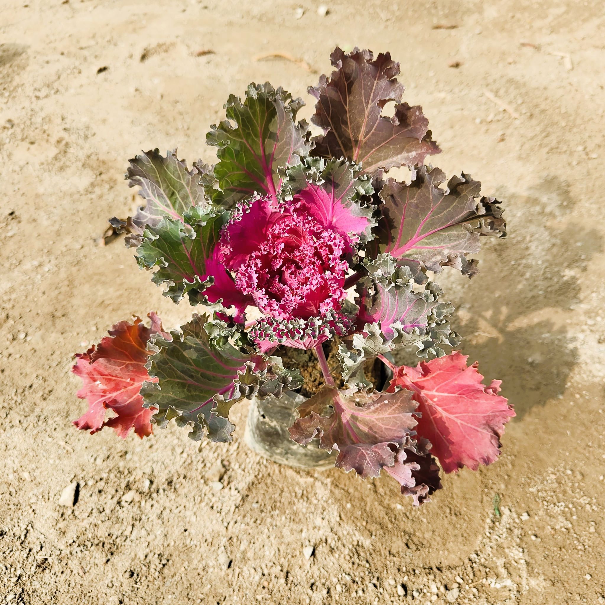 Kale (Any colour) in 4 Inch Nursery Bag