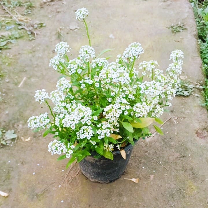 Alyssum White in 5 Inch Nursery Pot