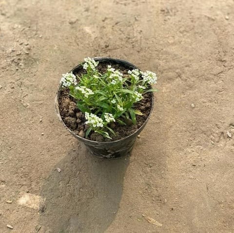 Alyssum White in 6 Inch Nursery Pot