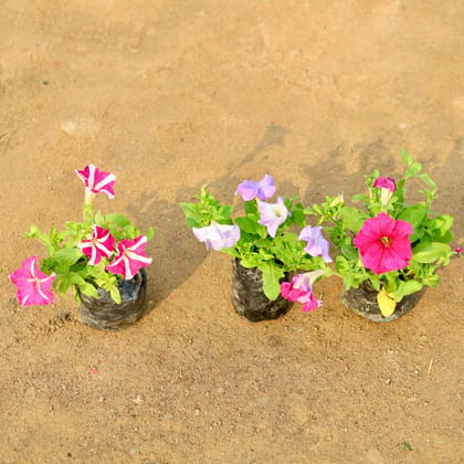 Buy Set of 3 - Petunia (any colour) in 4 Inch Nursery Bag Online | Urvann.com