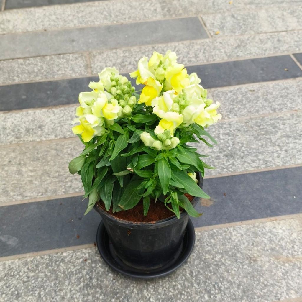 Dog Flower / Antirrhinum Majus / Snapdragon Yellow in 5 Inch Nursery Pot with Tray