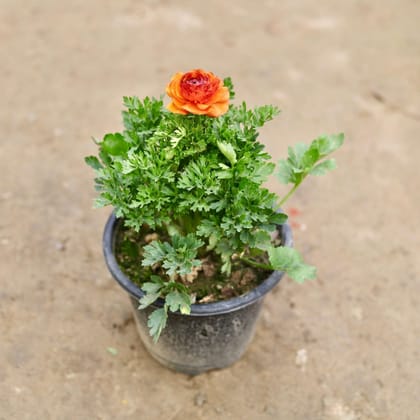 Buy Ranunculus?/ Buttercup (any colour) in 8 Inch Nursery Pot Online | Urvann.com